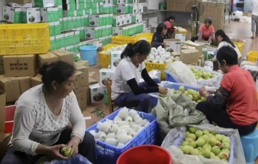 连平万亩鹰嘴蜜桃开园采摘 当“全球名优水果”遇见互联网浪潮